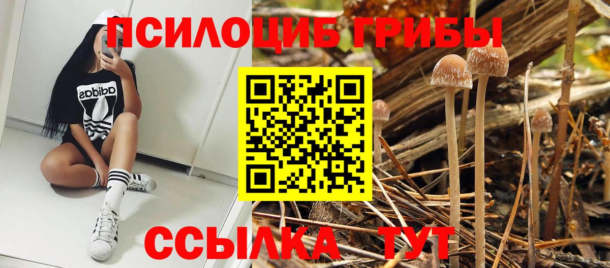 Владимир  Псилоцибиновые грибы Psilocybe  Вход с VPN 